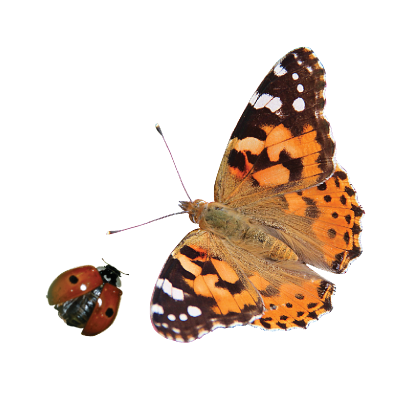 coccinelles et papillons