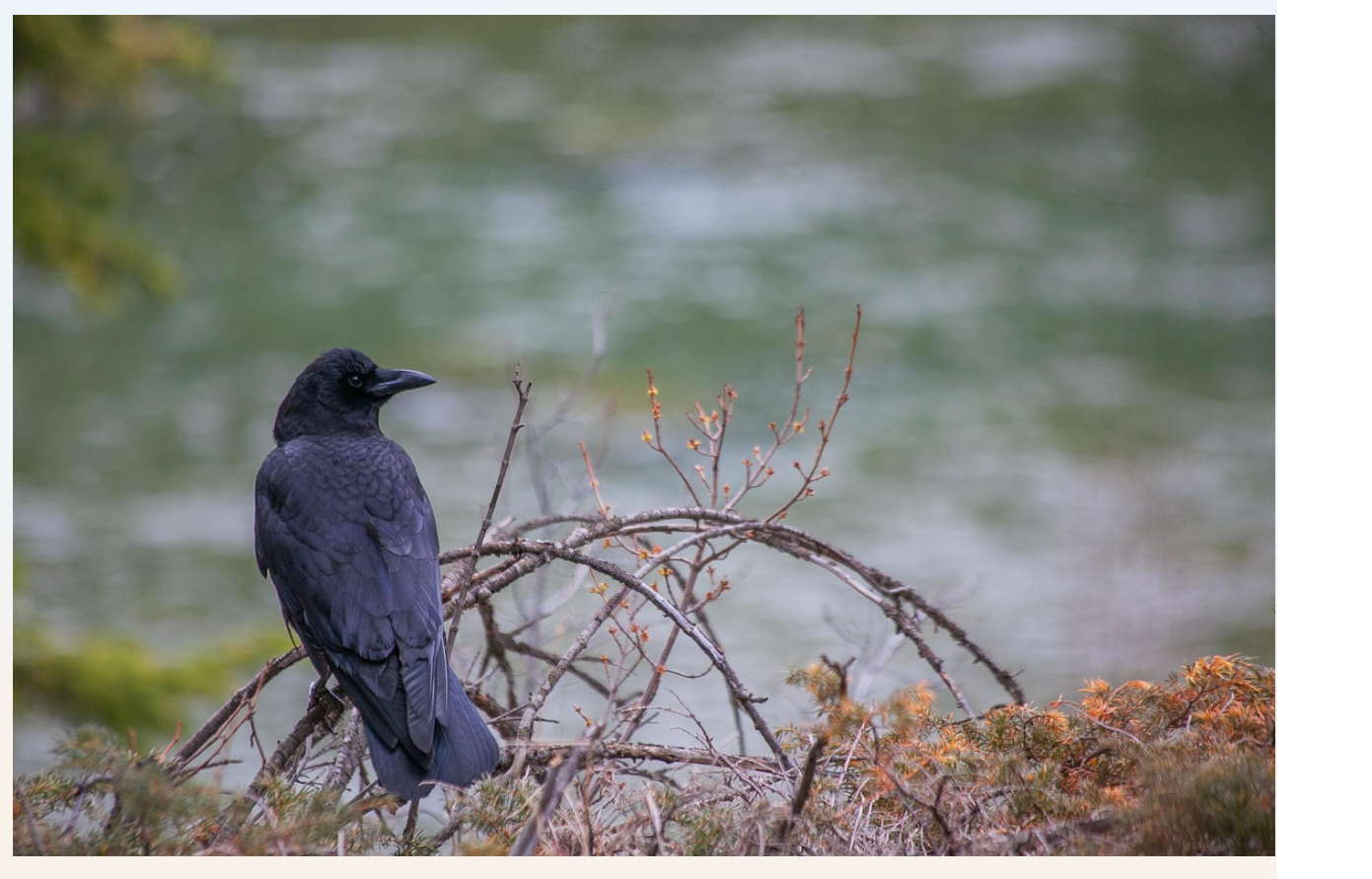 Photo d'une corneille