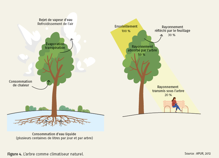 Figure 4. L’arbre comme climatiseur naturel.