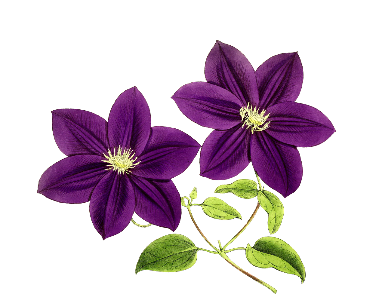 fleurs