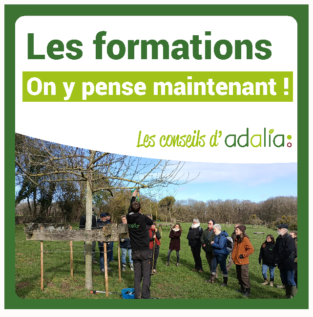 formation-Adalia