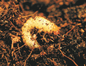 larve othiorynque