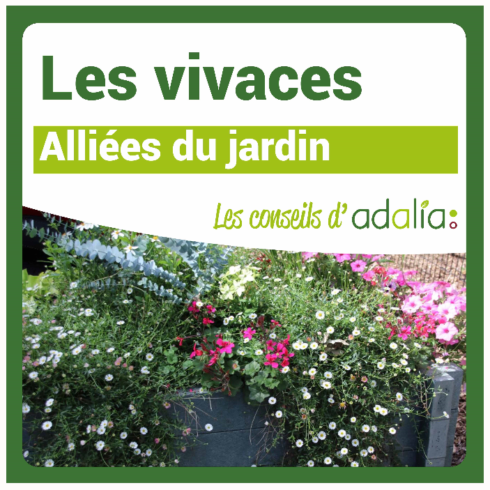 Les-vivaces-alliées-du-jardin