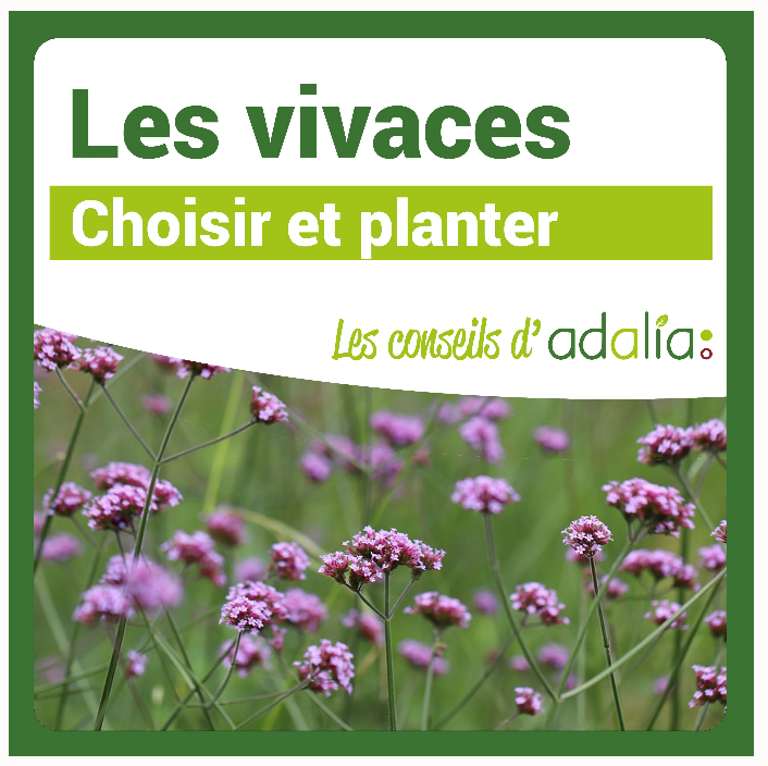 Les-vivaces-choisir-et-planter