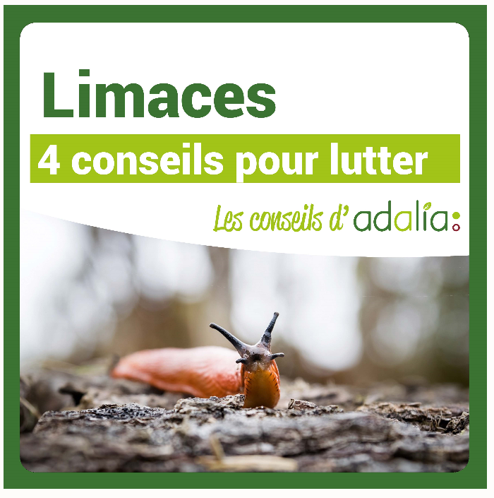 Limaces : 4 conseils pour lutter