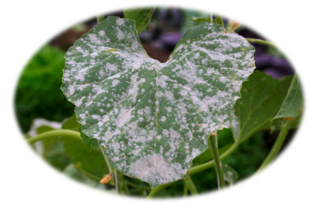 oïdium sur courge