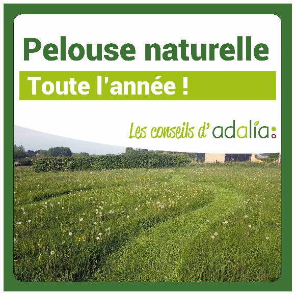 pelouse-naturelle-toute-lannee