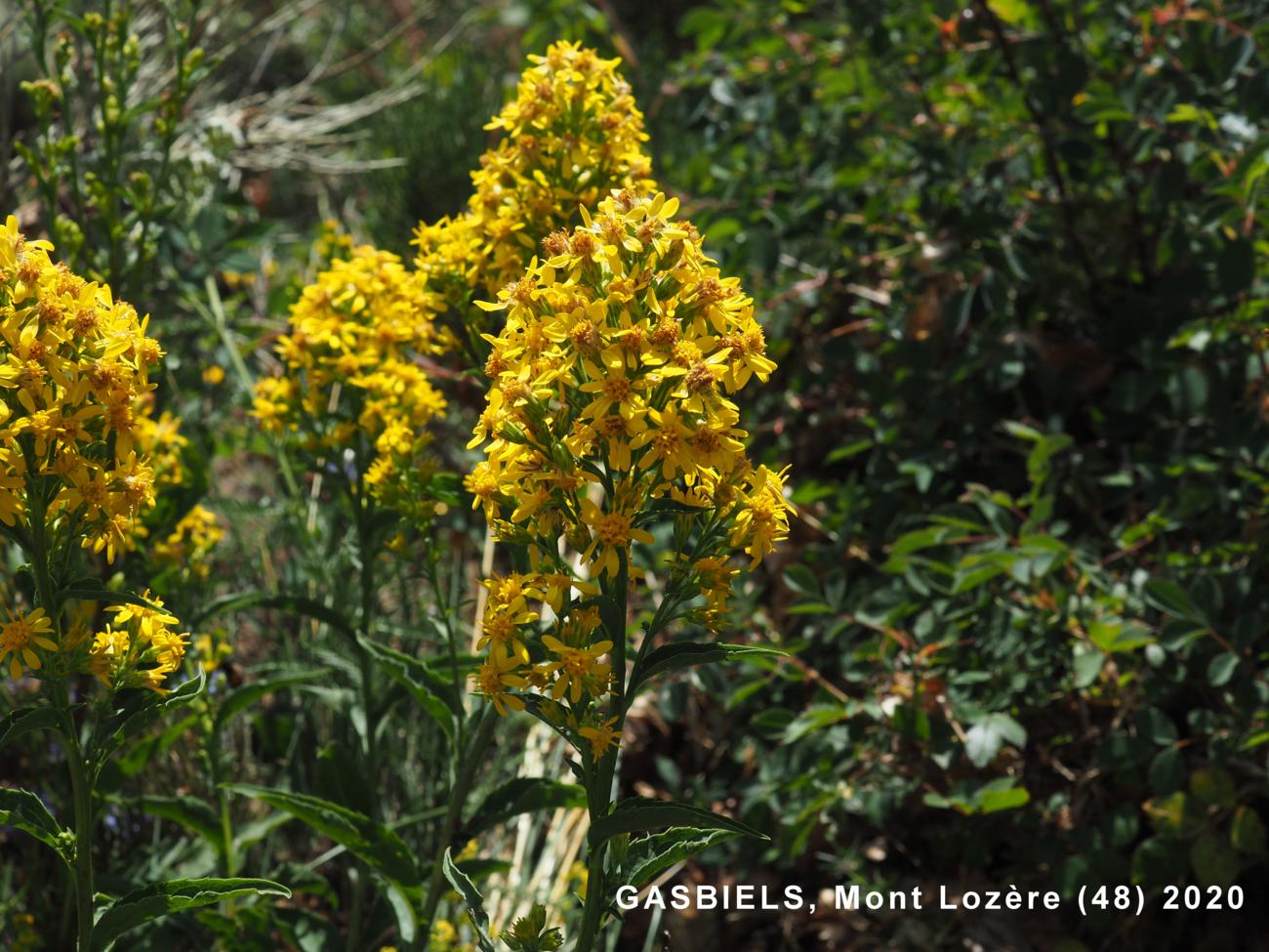 Solidago virgaurea plant