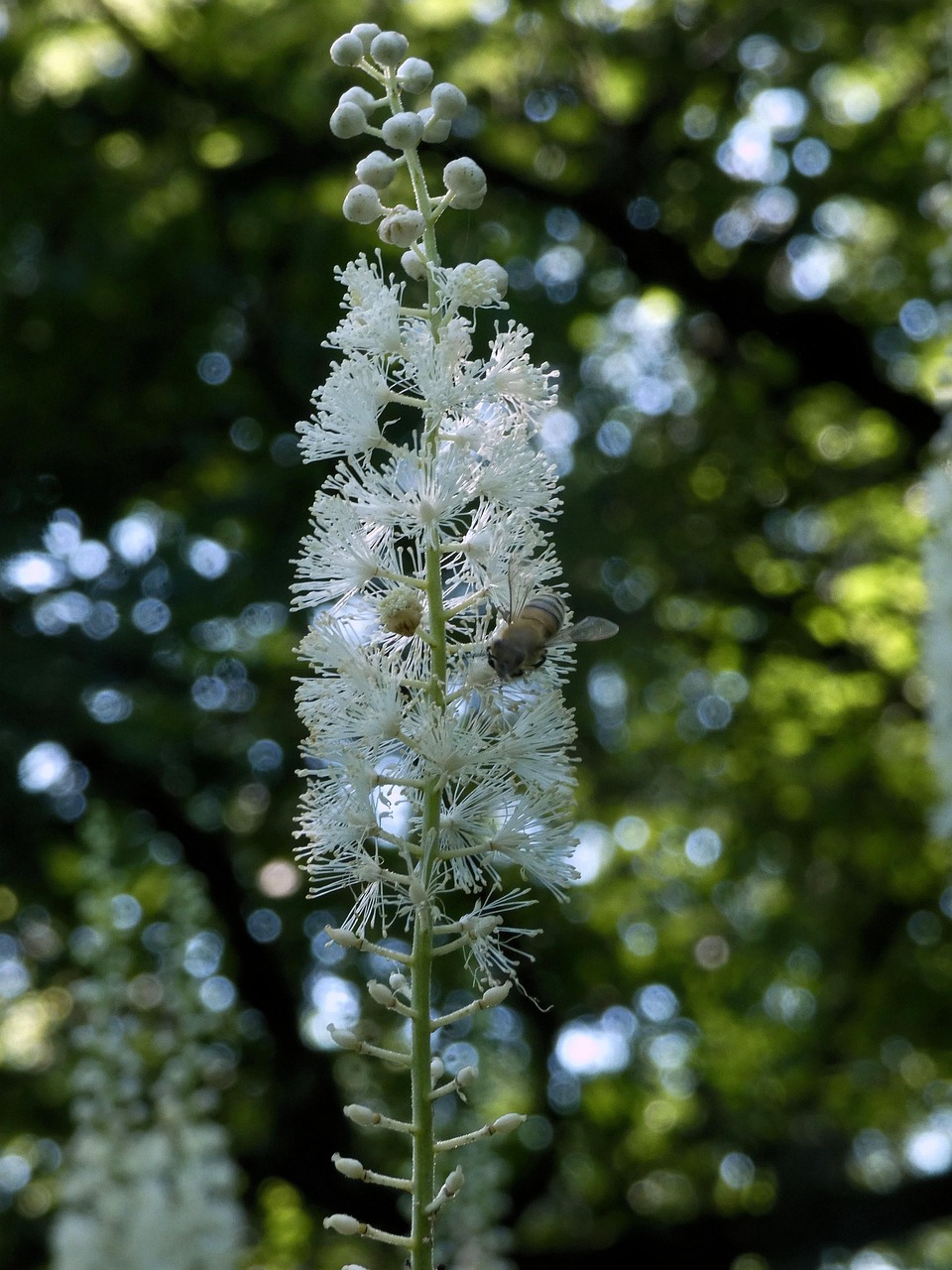 Actae japonica