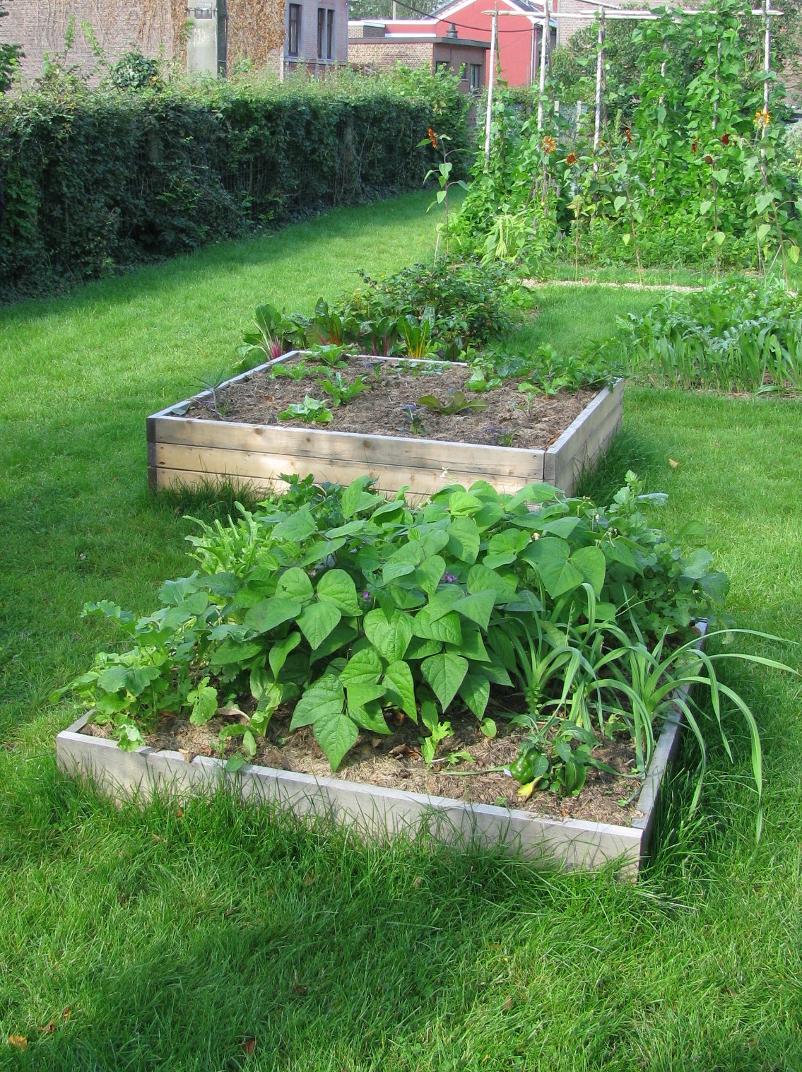 potager  bac