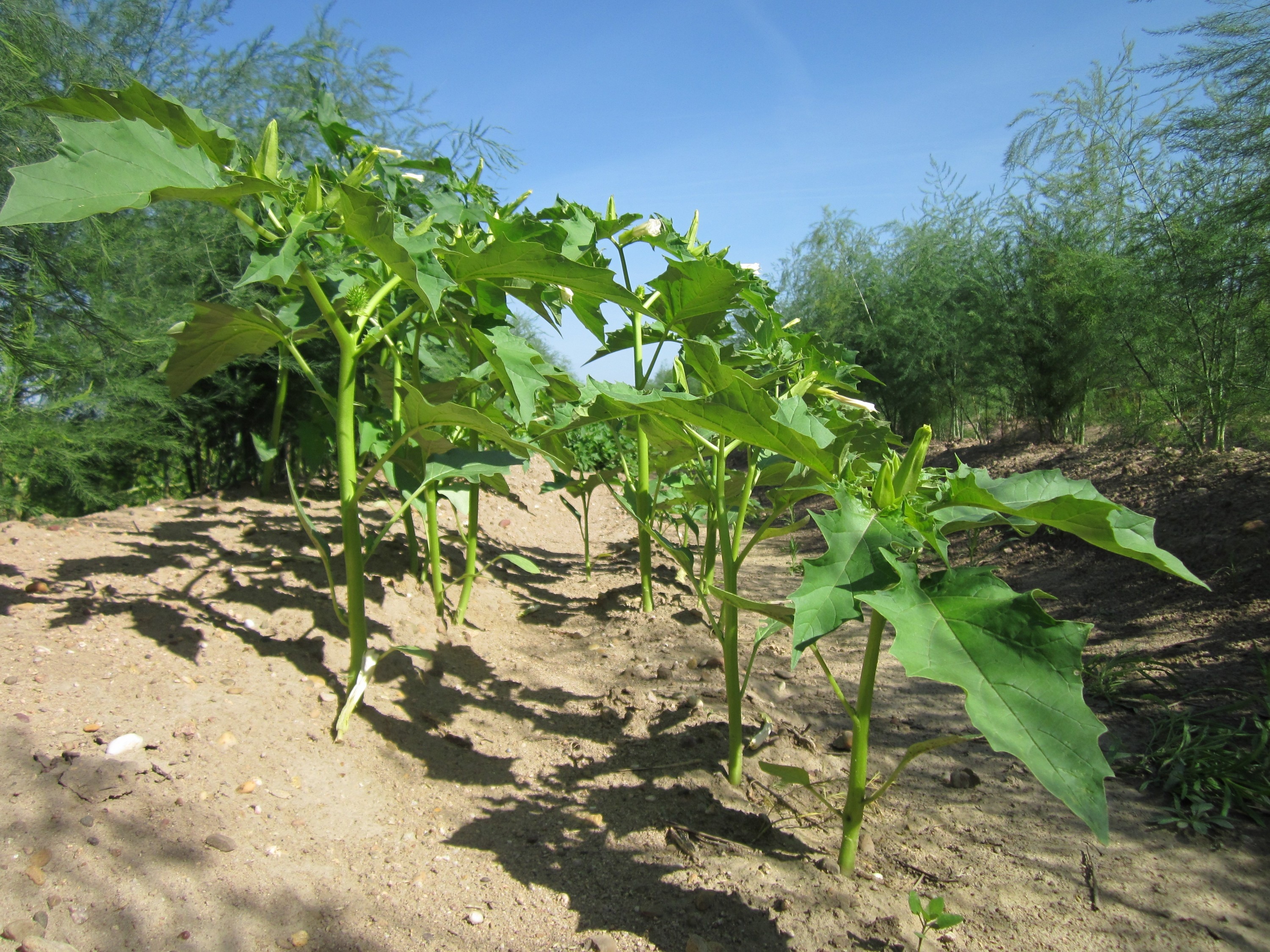 plantes-datura-toxique-adalia-