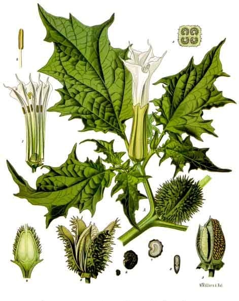 plantes-datura-toxique-adalia-