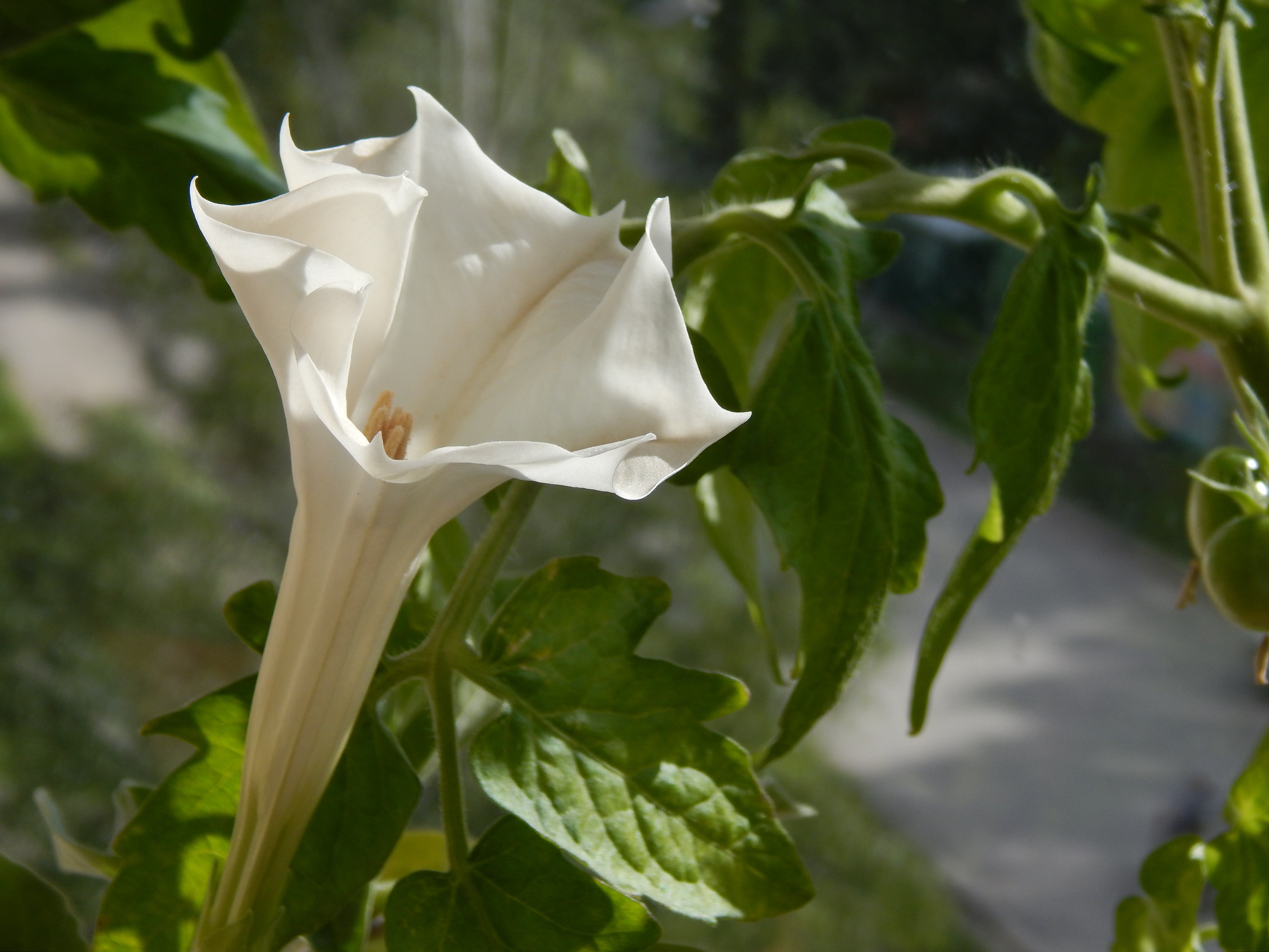 datura