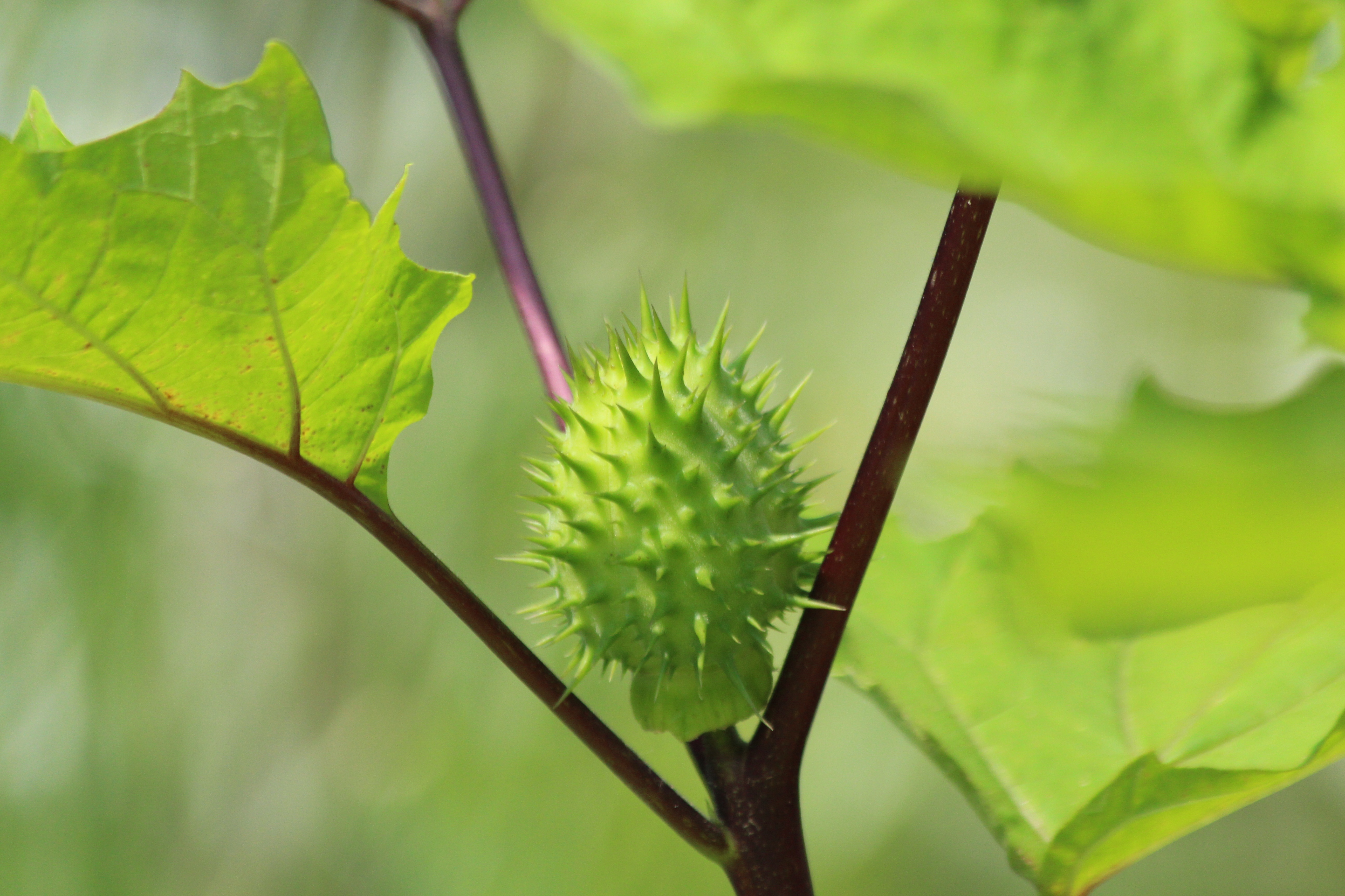 plantes-datura-toxique-adalia-