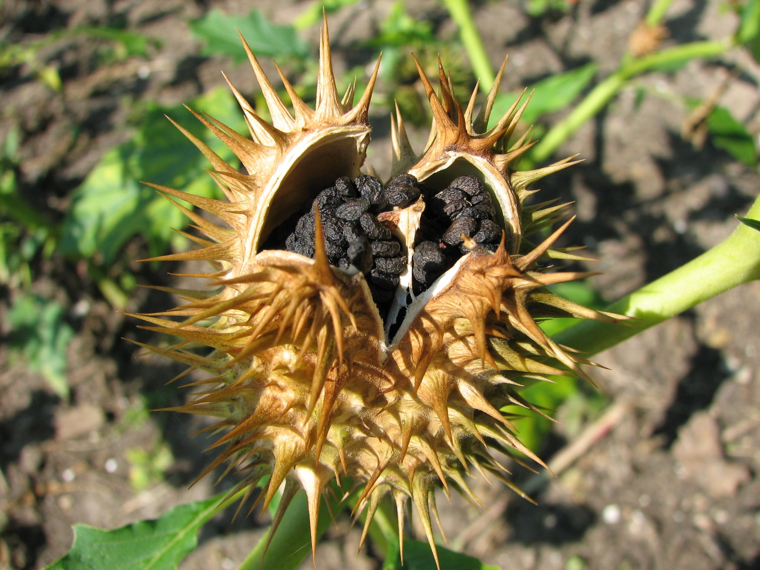 plantes-datura-toxique-adalia-
