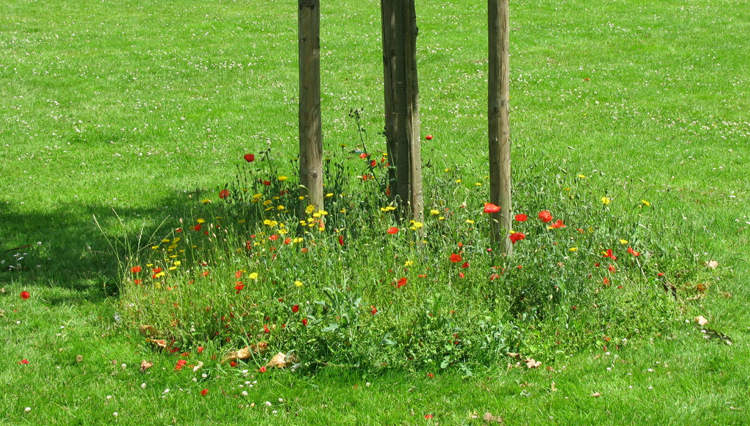 prairie fleurie