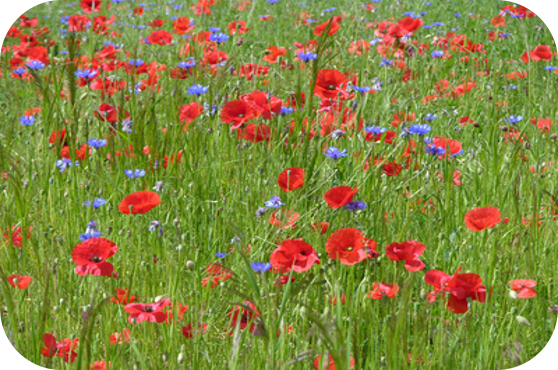 prairie fleurie