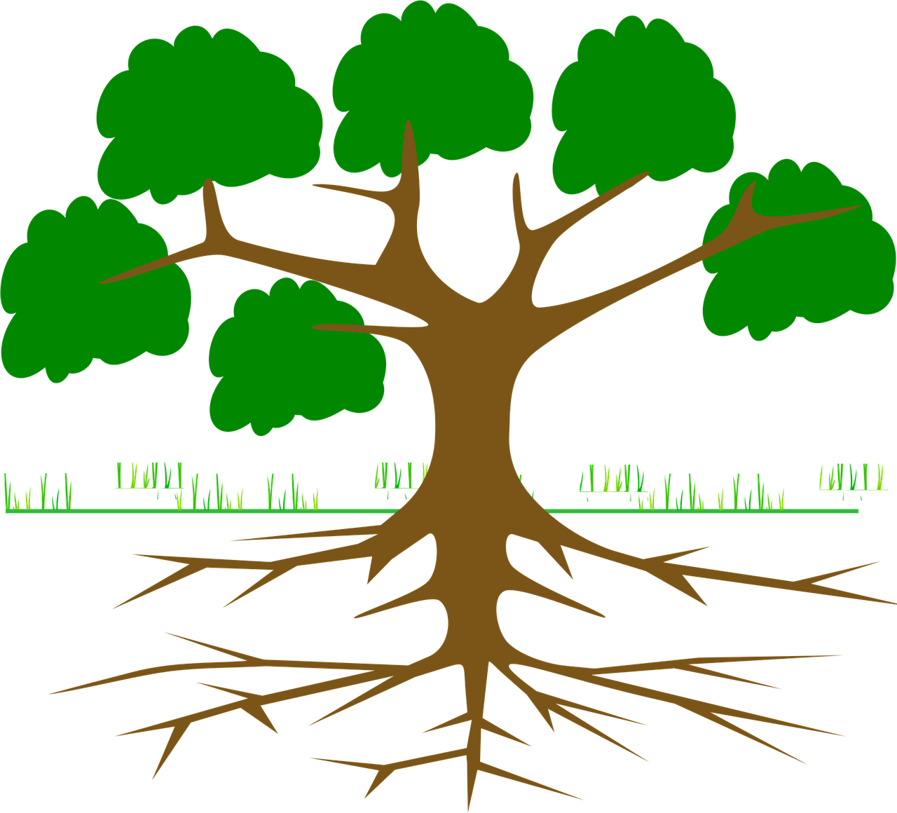arbre et racines