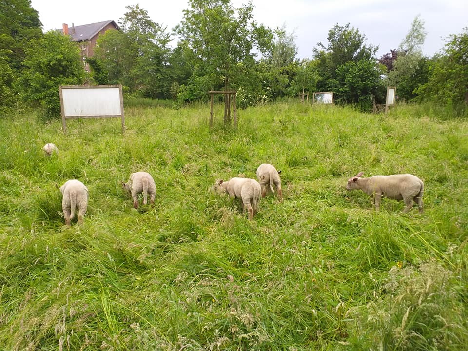 moutons