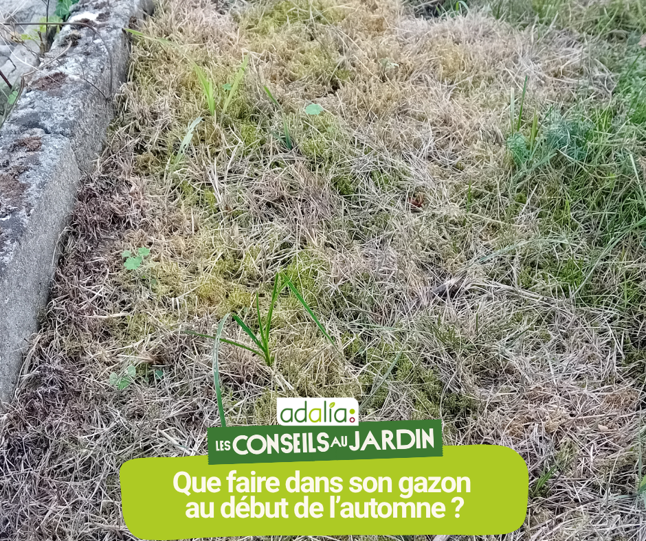 Gazon automne