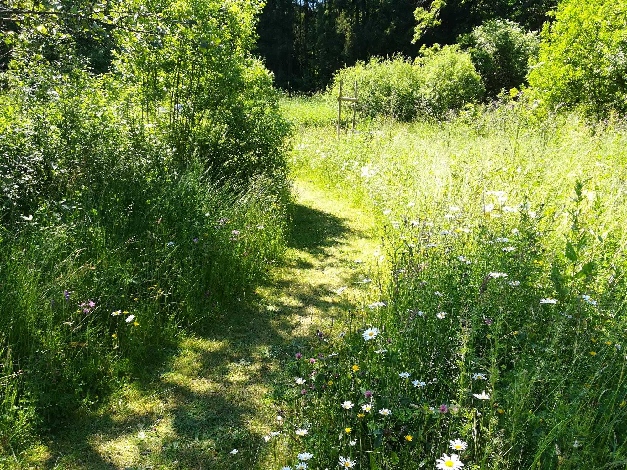 Pré de fauche et chemin tondu