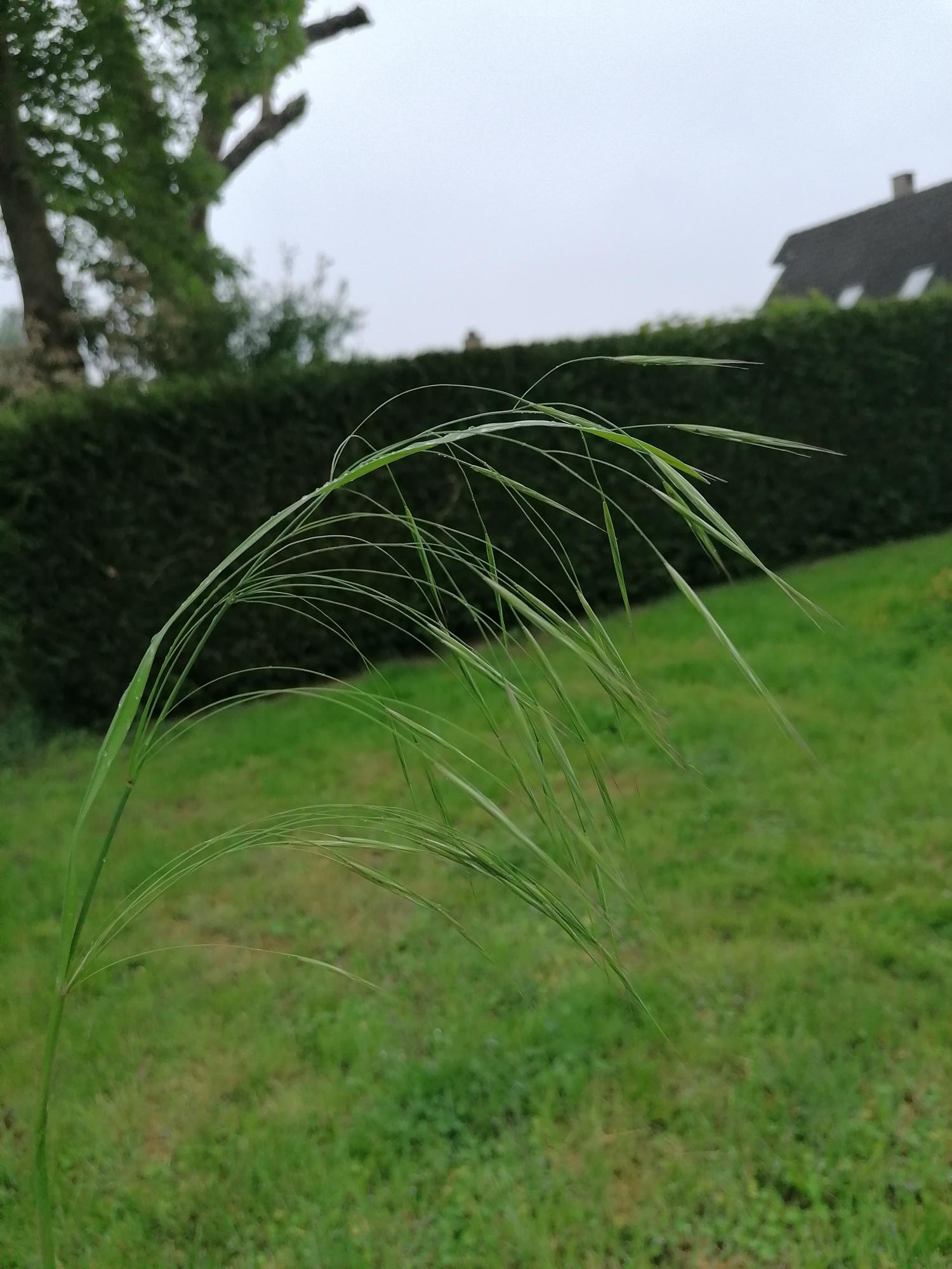 Brome