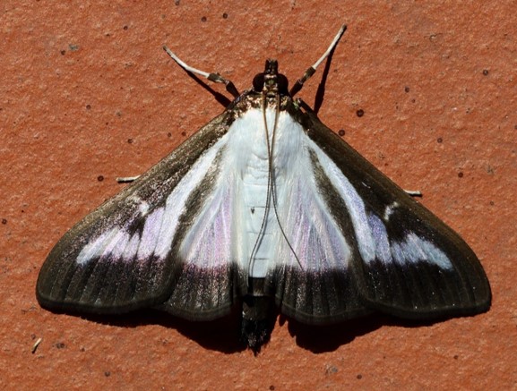 papillon pyrale du buis