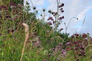 inventaire-ecologique-dun-espace-vert-amenagements-favorables-a-la-biodiversite