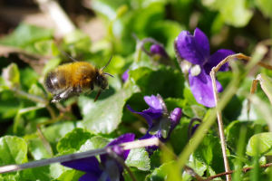 abeille sauvage