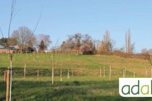 choix-et-plantation-darbres-fruitiers