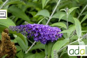 comment-reconnaitre-et-combattre-les-plantes-invasives-visioconference