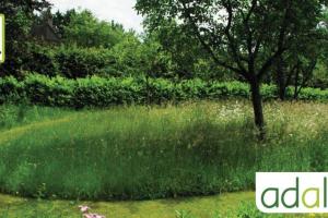 l-adaptation-du-jardin-face-aux-changements-climatiques-vegetalisation-et-fleurissemen