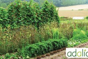 la-creation-dun-potager-et-la-gestion-au-fil-des-saisons-visite-de-terrain2