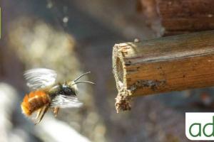 la-diversite-des-abeilles-sauvages