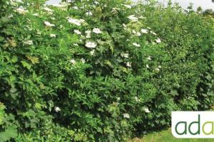 le-choix-et-la-plantation-de-haies-favorables-a-la-biodiversite