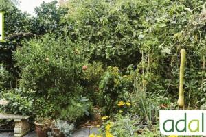 le-jardin-foret-du-fonctionnement-a-la-conception-visioconference1