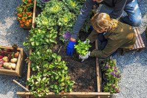 jardiner sans pesticides