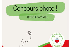 Concours Photo Coccinelles et Papillons