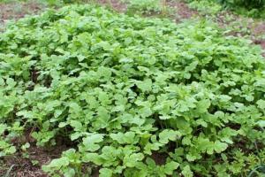 engrais vert