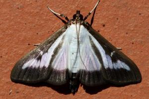 papillon pyrale du buis