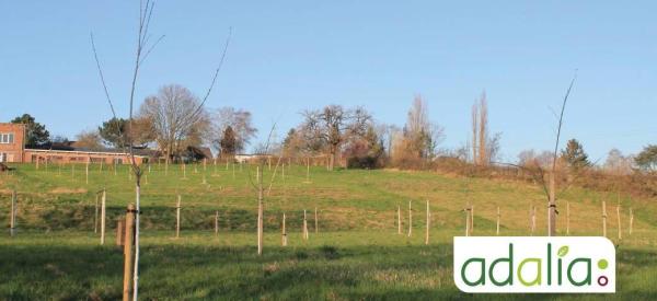 choix-et-la-plantation-d-arbres-fruitiers-et-de-haies-favorables-a-la-biodiversite-visite