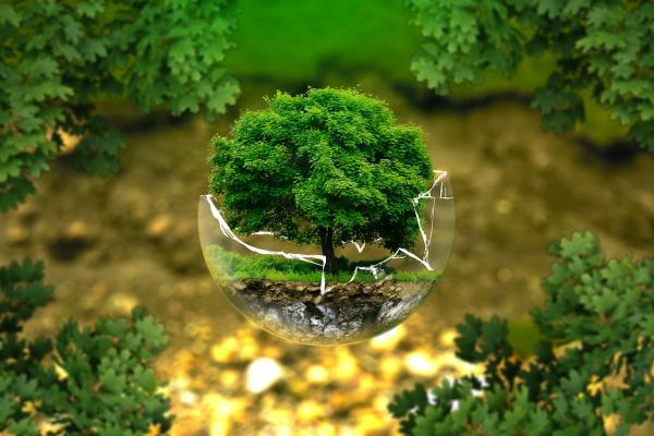 Arbre