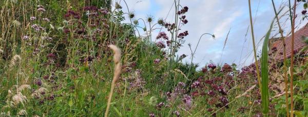 inventaire-ecologique-dun-espace-vert-amenagements-favorables-a-la-biodiversite