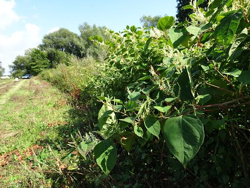 Formation Plantes invasives