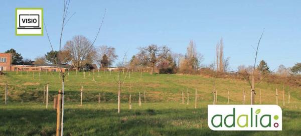 choix-et-plantation-darbres-fruitiers