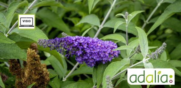 comment-reconnaitre-et-combattre-les-plantes-invasives-visioconference