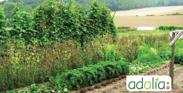 la-creation-dun-potager-et-la-gestion-au-fil-des-saisons-visite-de-terrain2