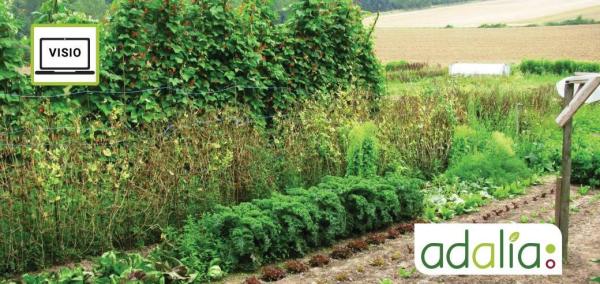 la-creation-et-gestion-ecologique-dun-potager-visioconference