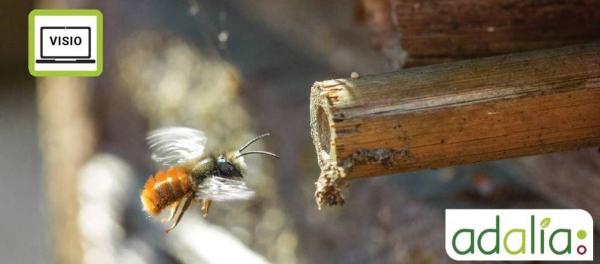 la-diversite-des-abeilles-sauvages