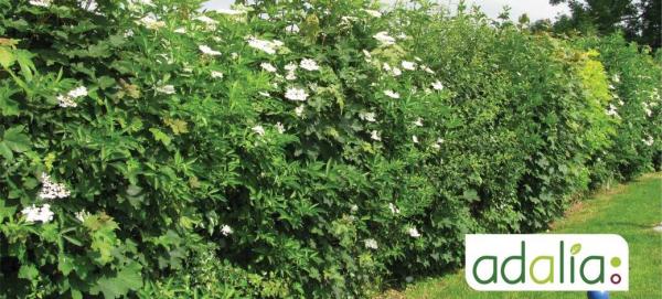 le-choix-et-la-plantation-de-haies-favorables-a-la-biodiversite